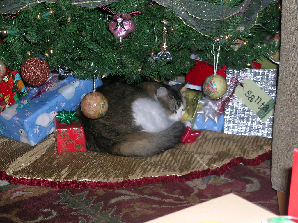 Christmas Kitty