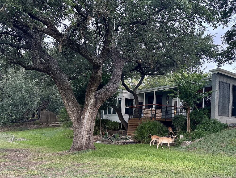 Two deer grazing under a large live oak across from #1 on the Classic Course in Onion Creek.
