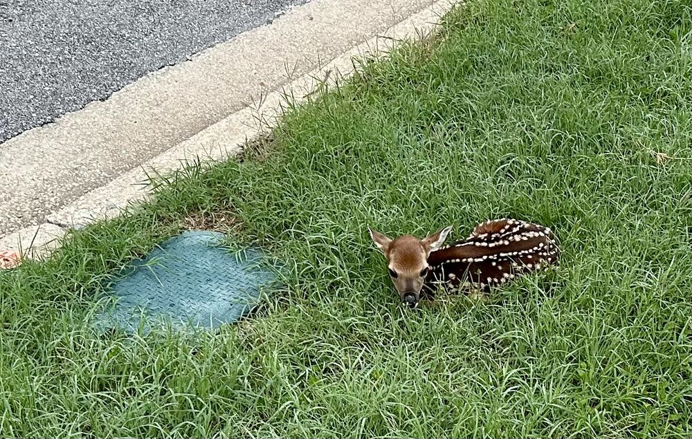 A newborn, spotted fawn tucked into tall grass by the curb, waiting for her doe.