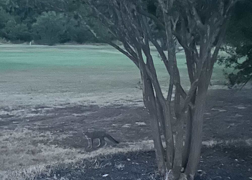 A gray fox crossing into the fairway in the blue half-light of dawn, framed by a crepe myrtle.